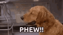 Phew Dogs GIF - Phew Dogs GIFs