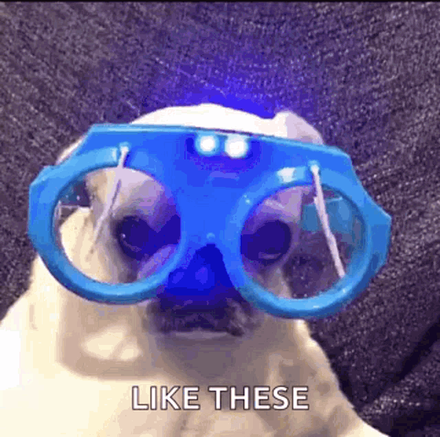 Rain Dog GIF - Rain Dog Goggles GIFs
