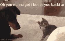 You Wanna Go Ollie Boop GIF - You Wanna Go Ollie Boop Olliebear Boop GIFs