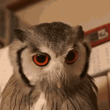 Owl Red Eyes GIF - Owl Red Eyes Bird GIFs
