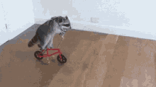 Tiny Bike GIF - Tiny Bike Raccoon GIFs
