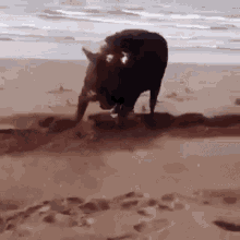 bull-beach.gif