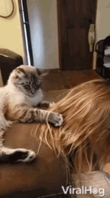 cat combing hair viralhog cute cat comb
