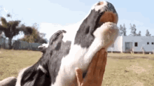 cows cows