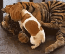 Tiger Dog GIF - Tiger Dog Play GIFs