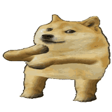 doge dance using this tag to find it camel bag dance dog