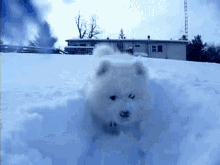 Snow Samoyed Russia Dog GIF - Snow Samoyed Samoyed Russia Dog GIFs
