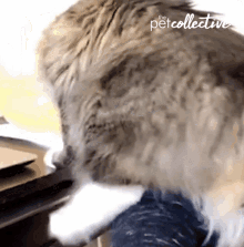Scratching The Pet Collective GIF - Scratching The Pet Collective Cute GIFs