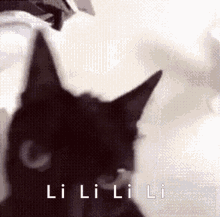 Cat Shaking GIF - Cat Shaking Lilili GIFs