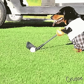 Dogs Playing Golf GIFs | Tenor