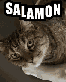 Salamon Gabby GIF - Salamon Gabby Gabby Strong GIFs