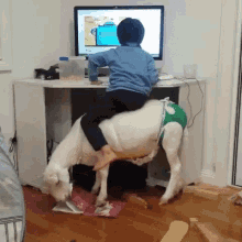 Goat Funny GIF - Goat Funny Chair GIFs