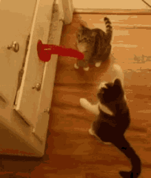 Cat Fight GIF - Cat Fight Dildo GIFs