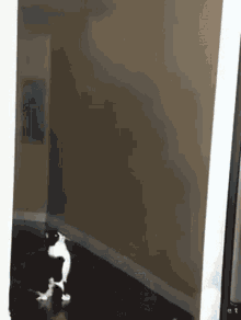 gatovolador ufo unidentified flying object cat kitty
