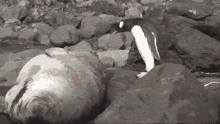 Sea Lion Penguin GIF - Sea Lion Penguin Run Away GIFs
