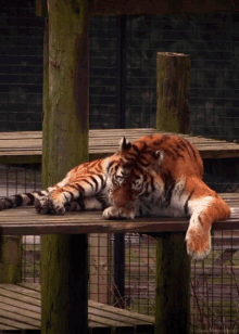 tiger cleaning licking chill bath time