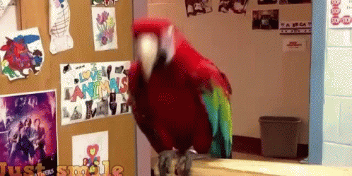 Bird Parrot GIF - Bird Parrot Pajaro GIFs