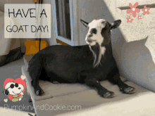 Good Day Goat GIF - Good Day Goat Goats GIFs