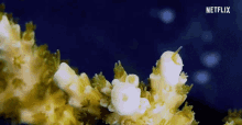 Coral Ocean GIF - Coral Ocean Reef GIFs