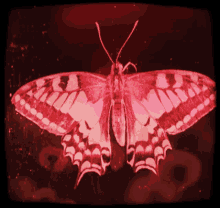 Butterfly Waiting GIF - Butterfly Waiting Patiently GIFs
