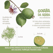Nsc Total Guava GIF - Nsc Total Guava Goiaba Da Serra GIFs