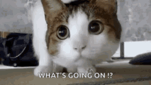 Cat Whats Going On GIF - Cat Whats Going On Curious GIFs