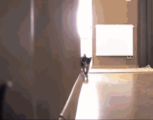 Cat Cat Chase GIF - Cat Cat Chase Cat Attitude GIFs