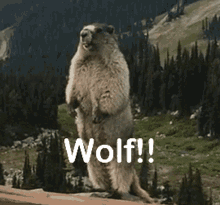 Yell Wolf GIF - Yell Wolf Gopher GIFs
