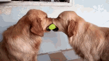 dog pet toy play ball
