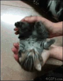 Kitten Stretch GIF - Kitten Stretch GIFs