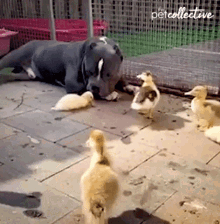 Approaching The Dog The Pet Collective GIF - Approaching The Dog The Pet Collective Ducklings GIFs
