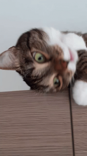 Pet Yummy GIF - Pet Yummy Kitten - Discover & Share GIFs