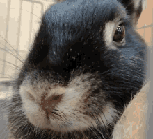 Rabbit Sniff GIF - Rabbit Sniff Cute GIFs
