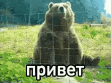 медведь машет лапой привет Hello GIF - Privet Privetik Medved GIFs