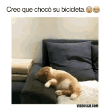 Cat Bicycle GIF - Cat Bicycle Hit GIFs