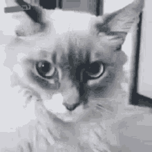 Wtf Cat GIF - Wtf Cat Confused GIFs