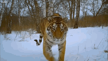 Tiger Curious GIF - Tiger Curious Majestic GIFs
