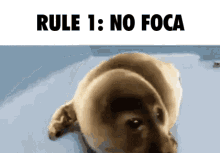 foca no rule1