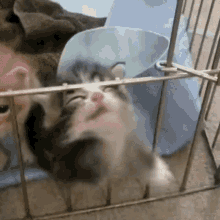 let me out im out im outta here kitty kitten
