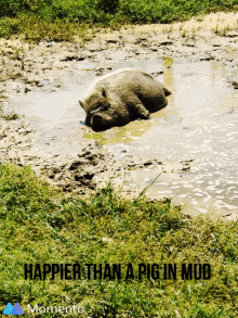 Hoginslop Pig In Mud GIF - Hoginslop Pig In Mud Happy GIFs