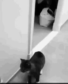 Cat Standing Cat GIF - Cat Standing Cat Scared GIFs
