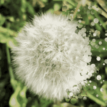 Dandelion Flower GIF - Dandelion Flower Blow Flower GIFs