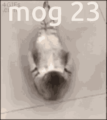 Cat Situp Mog23 GIF - Cat Situp Cat Mog23 GIFs
