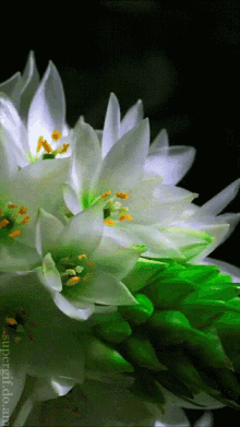 Blooming Flower GIF - Blooming Flower Nature GIFs