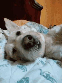 Dog Perquen GIF - Dog Perquen Perro GIFs