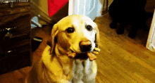 dogs treats guilty happy dogs treats guilty happy