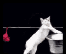 First Day Of Fall Laundry GIF - First Day Of Fall Laundry Cat GIFs