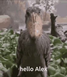 Hello Alex GIF - Hello Alex Alex GIFs