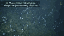 sea dive underwater underwater life ocean sea dive underwater underwater life ocean