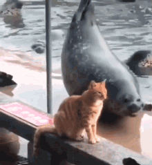 Seal Cat GIF - Seal Cat Kitten GIFs